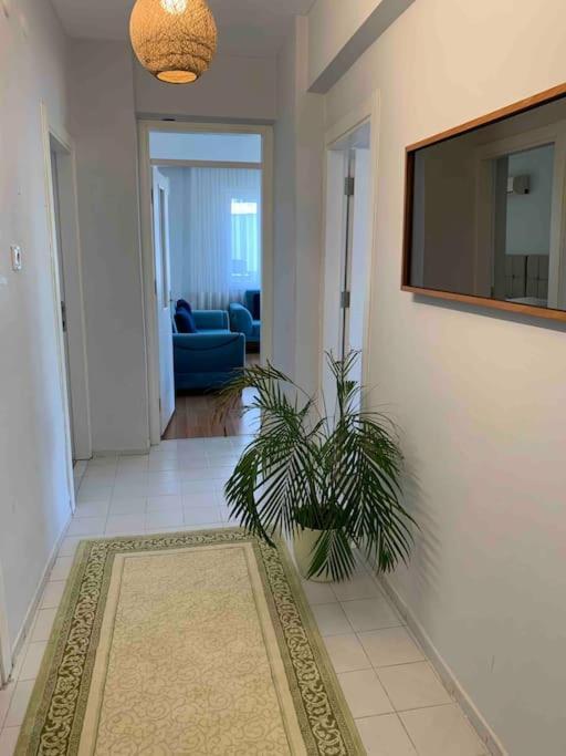 Daire Centre- Location *